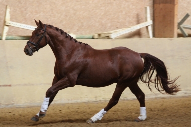 Bentley &agrave; 2 ans